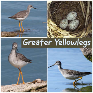 Greater Yellowlegs